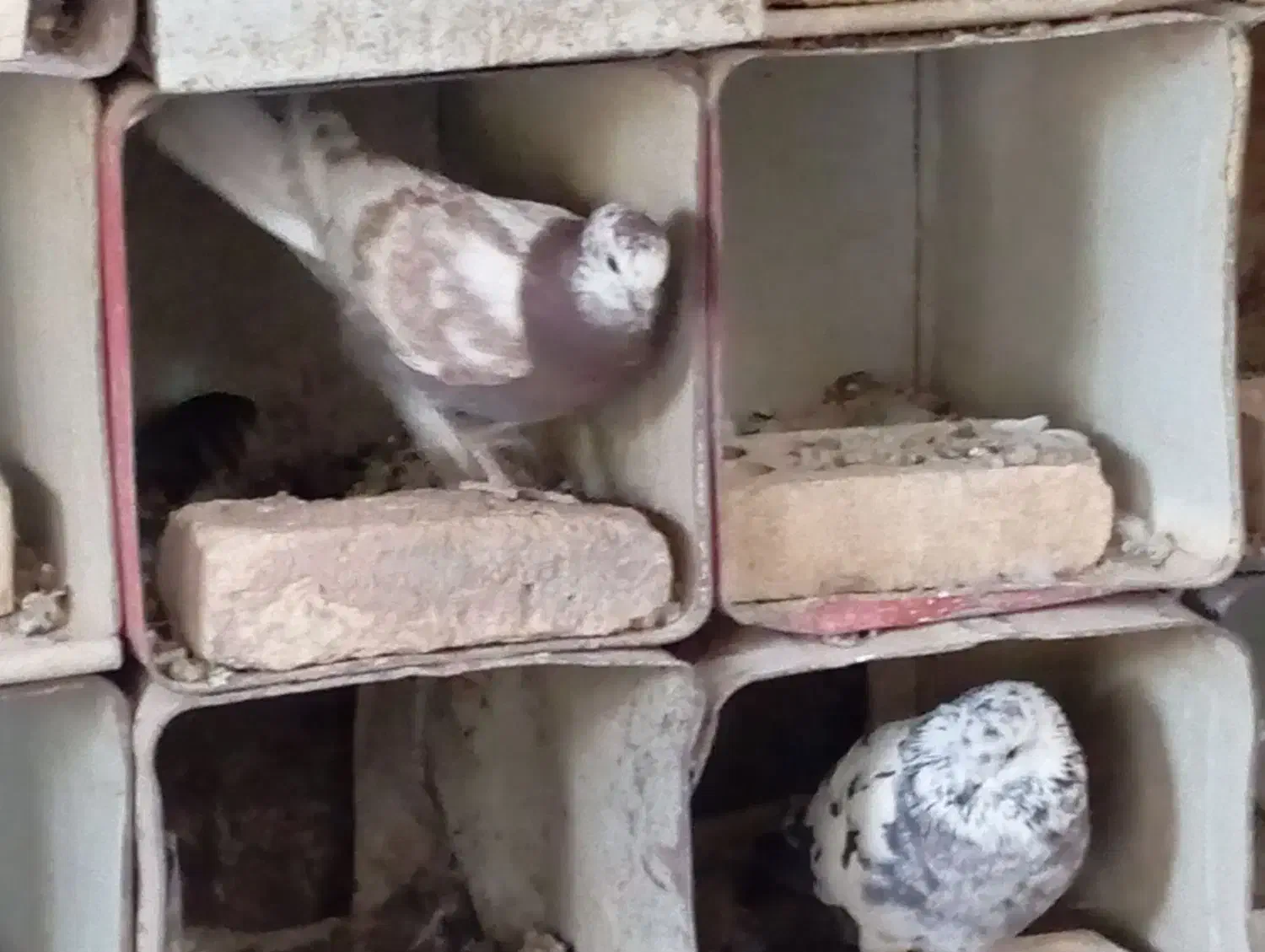 کبوتر|پرنده|بابا حیدر, |دیوار