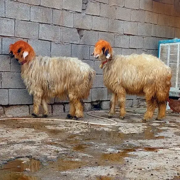 ۲۴راس میش بختیاری|حیوانات مزرعه|شوشتر, |دیوار