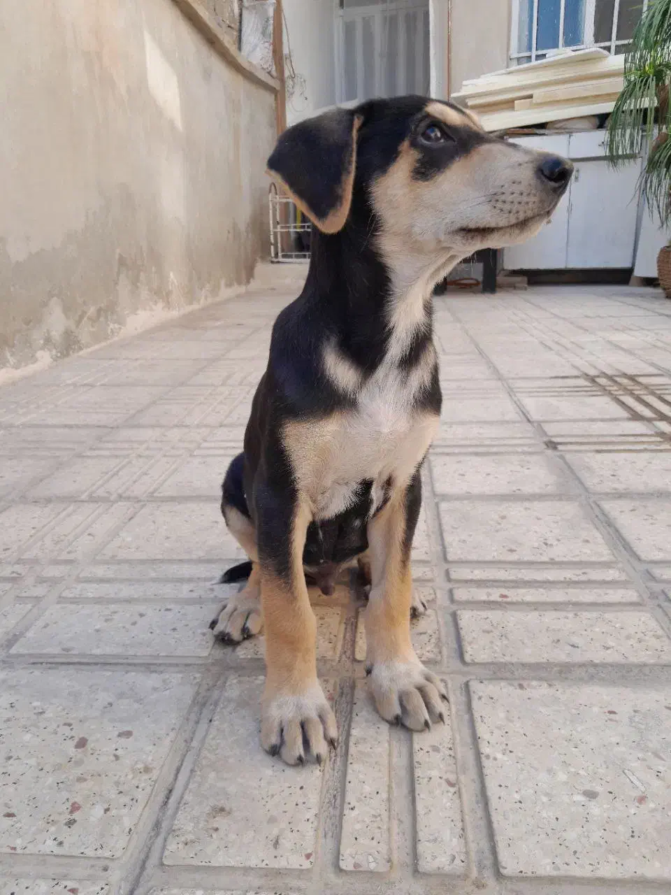 توله دوبرمن|سگ|کرمانشاه, |دیوار