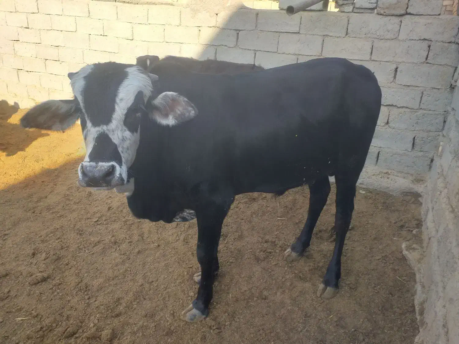 گوساله نر نافی و گوساله ماده|حیوانات مزرعه|زهک, |دیوار