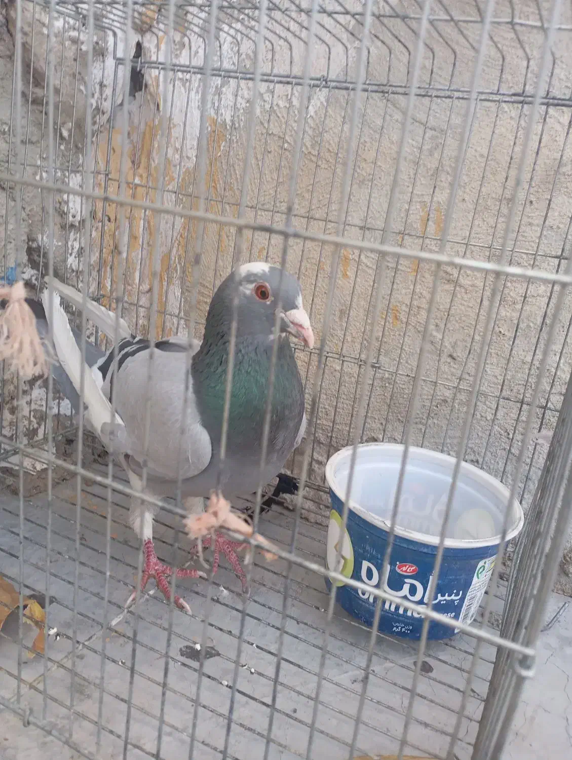 کبوتر پلاکی|پرنده|یاسوج, |دیوار