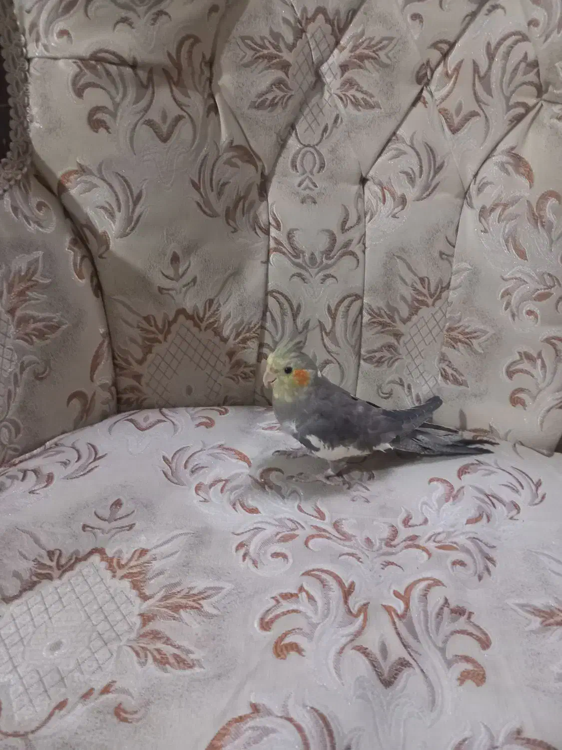 جفت|پرنده|قزوین, |دیوار