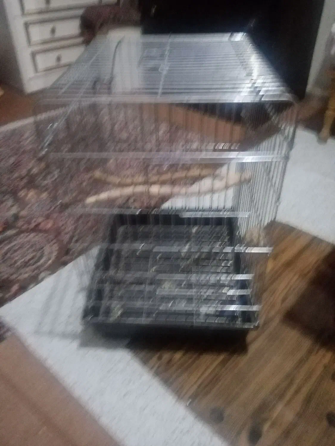 قفس طوطی|لوازم جانبی حیوانات|مبارکه, |دیوار