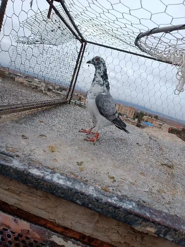 سینه سفید|پرنده|مه ولات, |دیوار