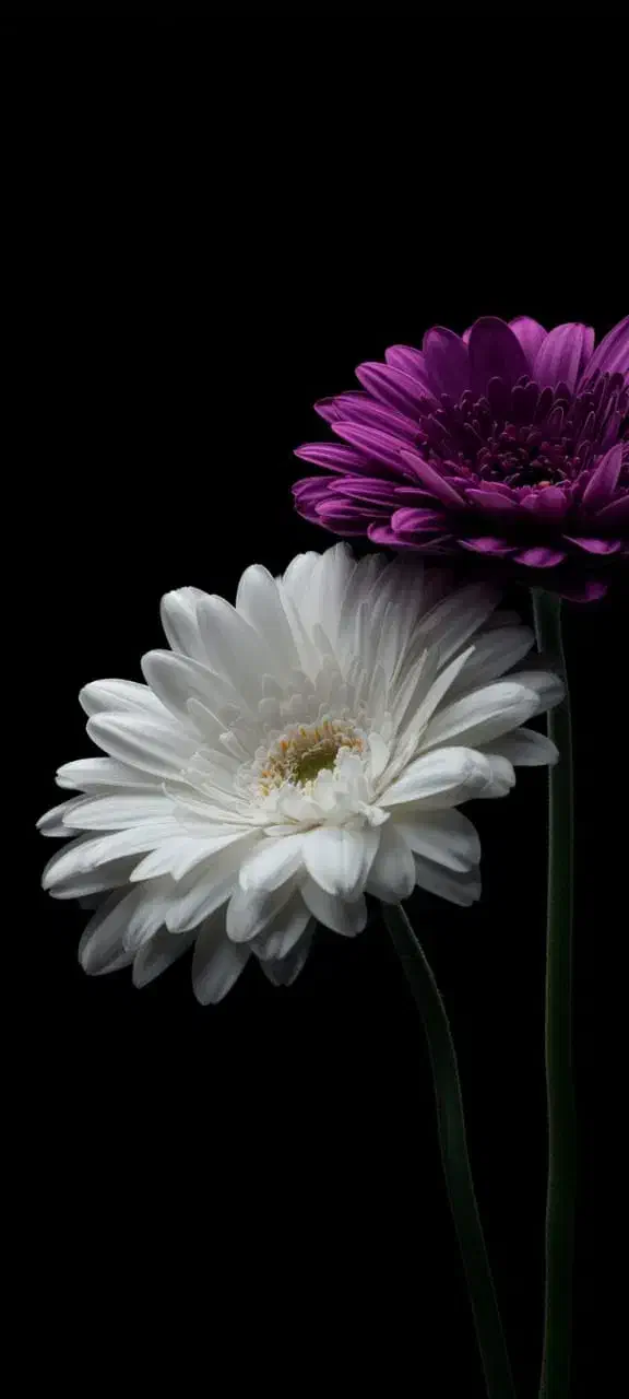 گمشده|اشیا|شوشتر, |دیوار