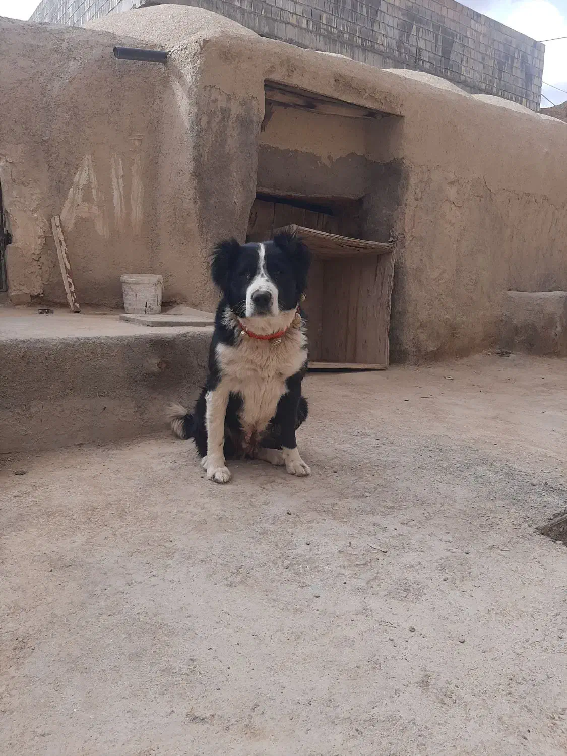 سگ لاس آدمی گله ایی|سگ|دهق, |دیوار