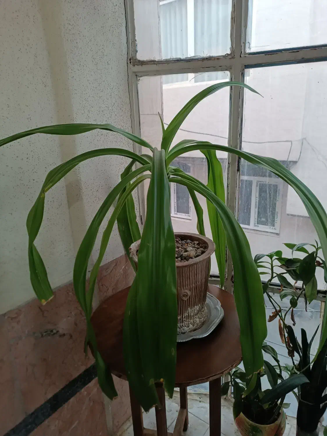 گل با گلدان|گل و گیاه طبیعی|کرج, گلدشت|دیوار