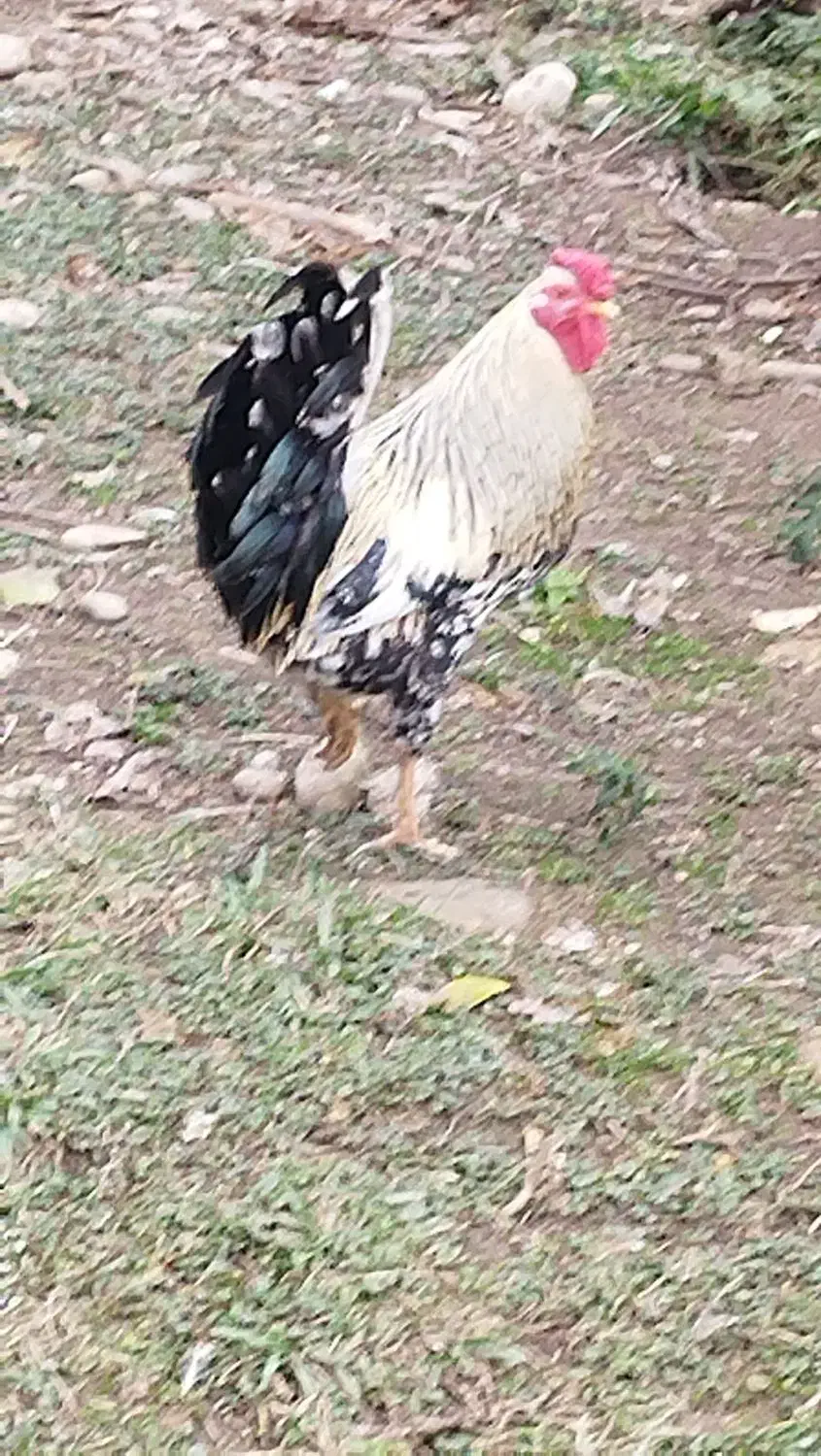 فروش خروس گلین|حیوانات مزرعه|شیرگاه, |دیوار