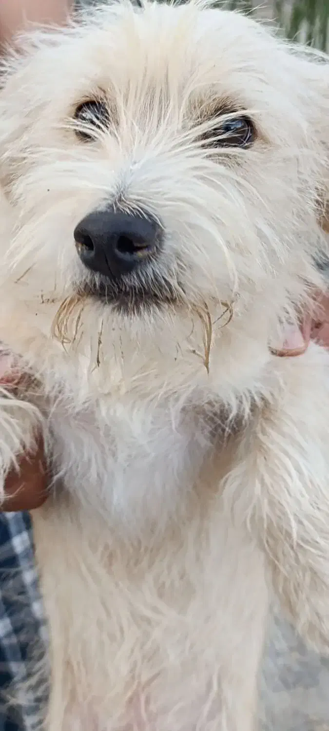 شیتزو|سگ|خلجستان, |دیوار