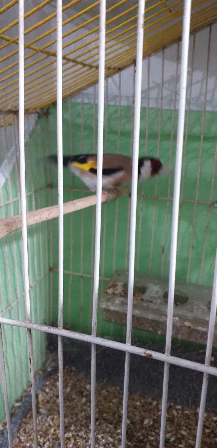 سهره نر|پرنده|ایلام, |دیوار