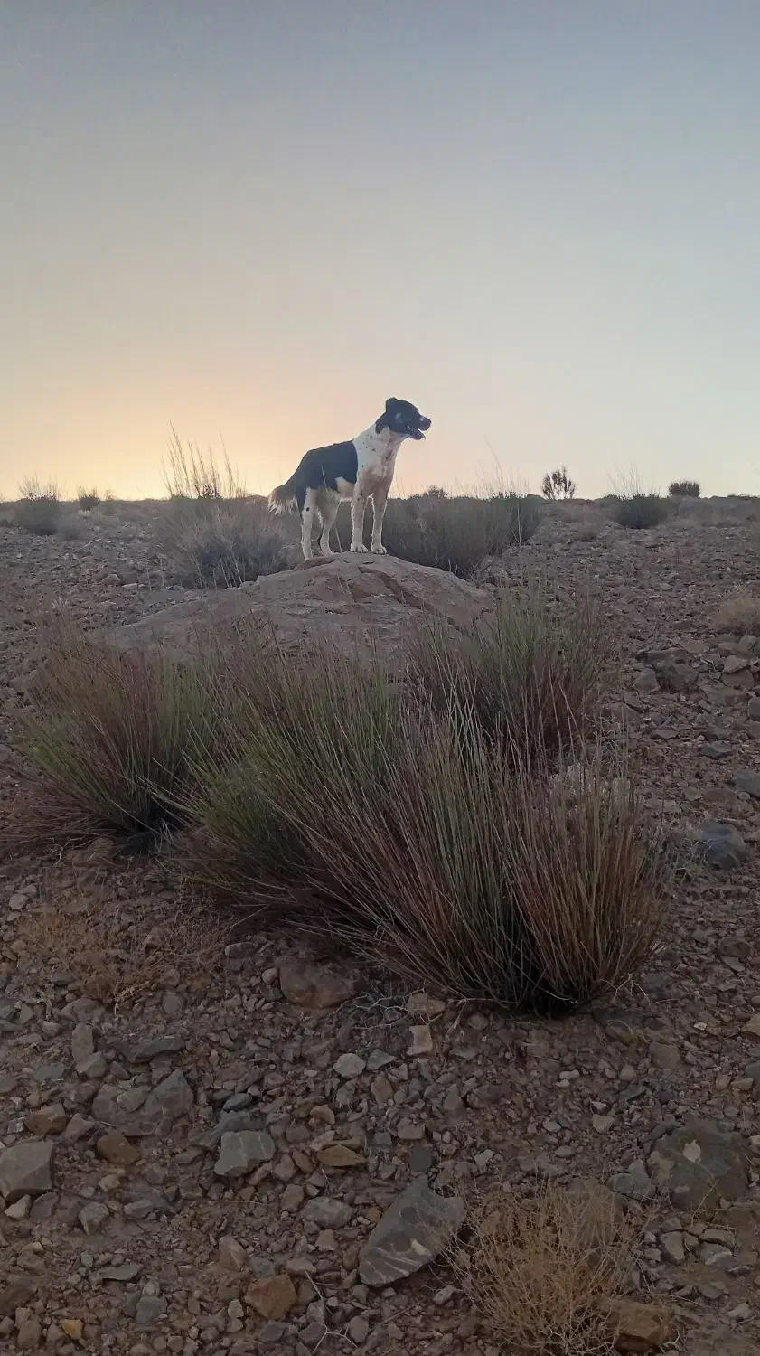 سگ گله|سگ|بیرجند, |دیوار