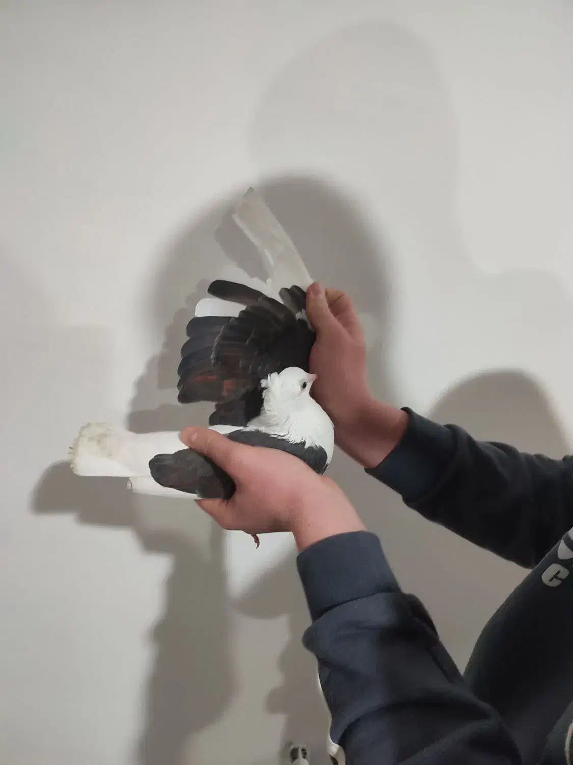 کفتردوکت|حیوانات|الوند, |دیوار