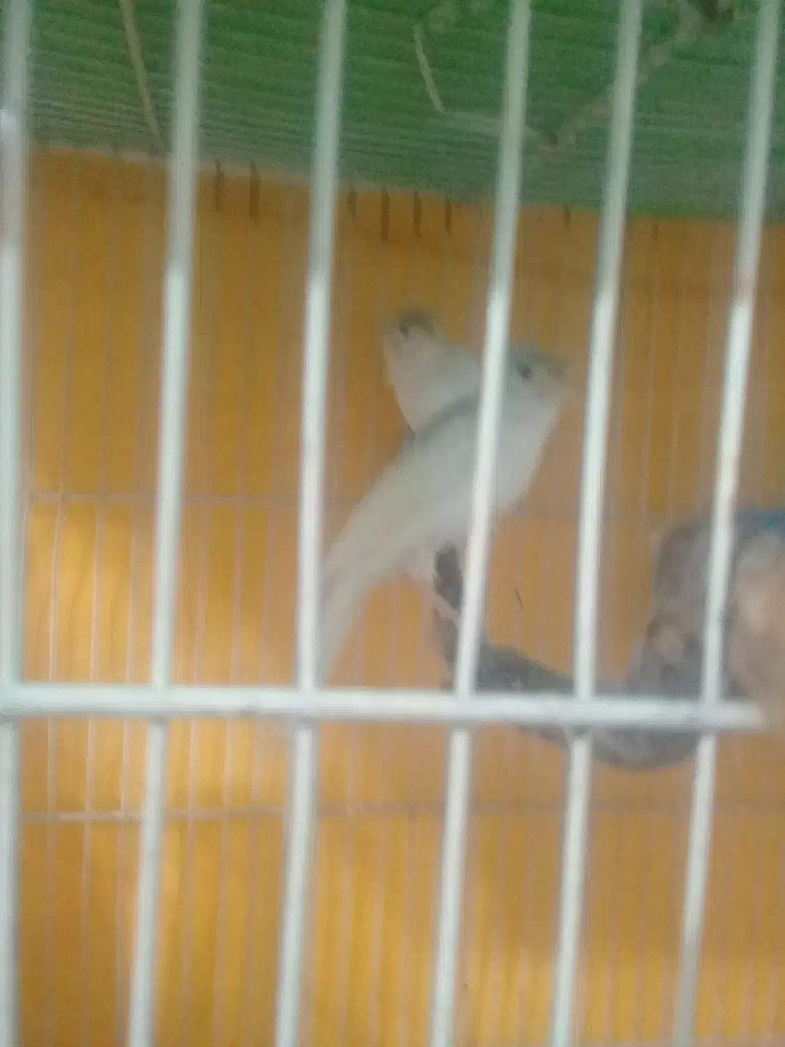 قناری|پرنده|مشهد, بلال|دیوار