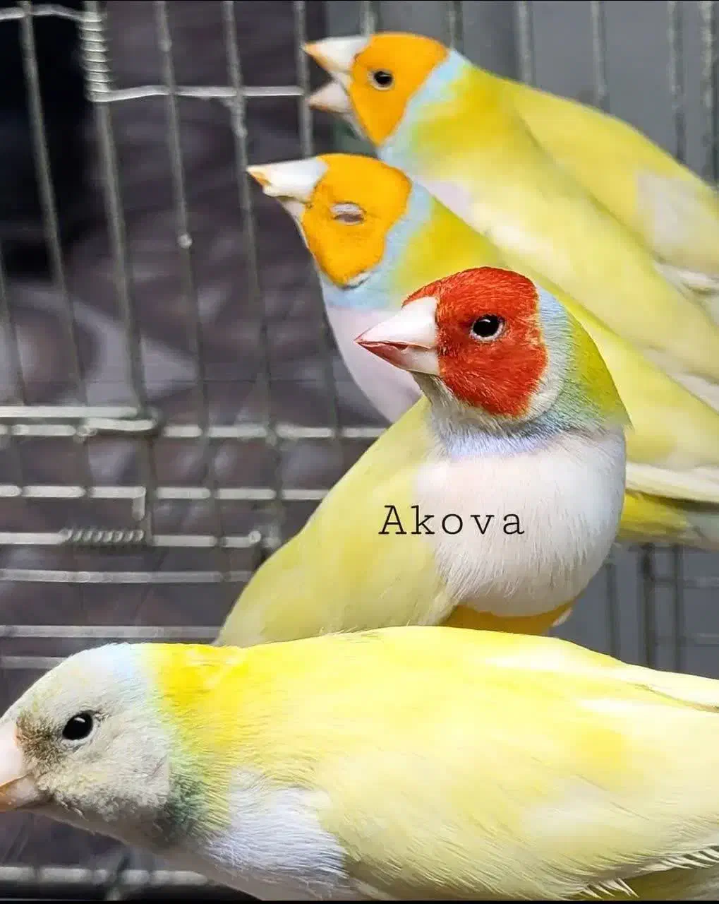 فنچ گلدین|پرنده|تبریز, |دیوار