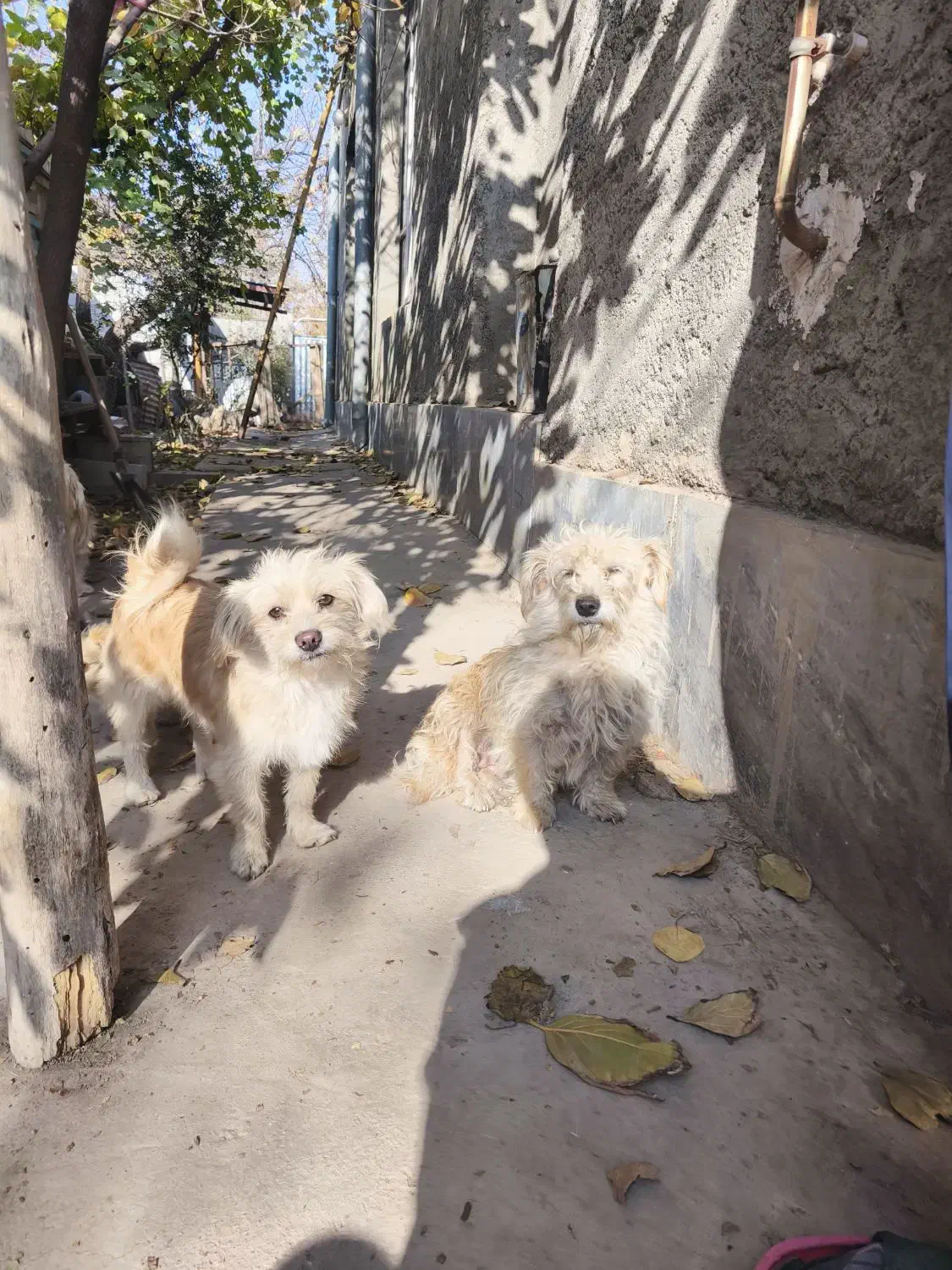 سگ پاکوتا|سگ|خوی, |دیوار