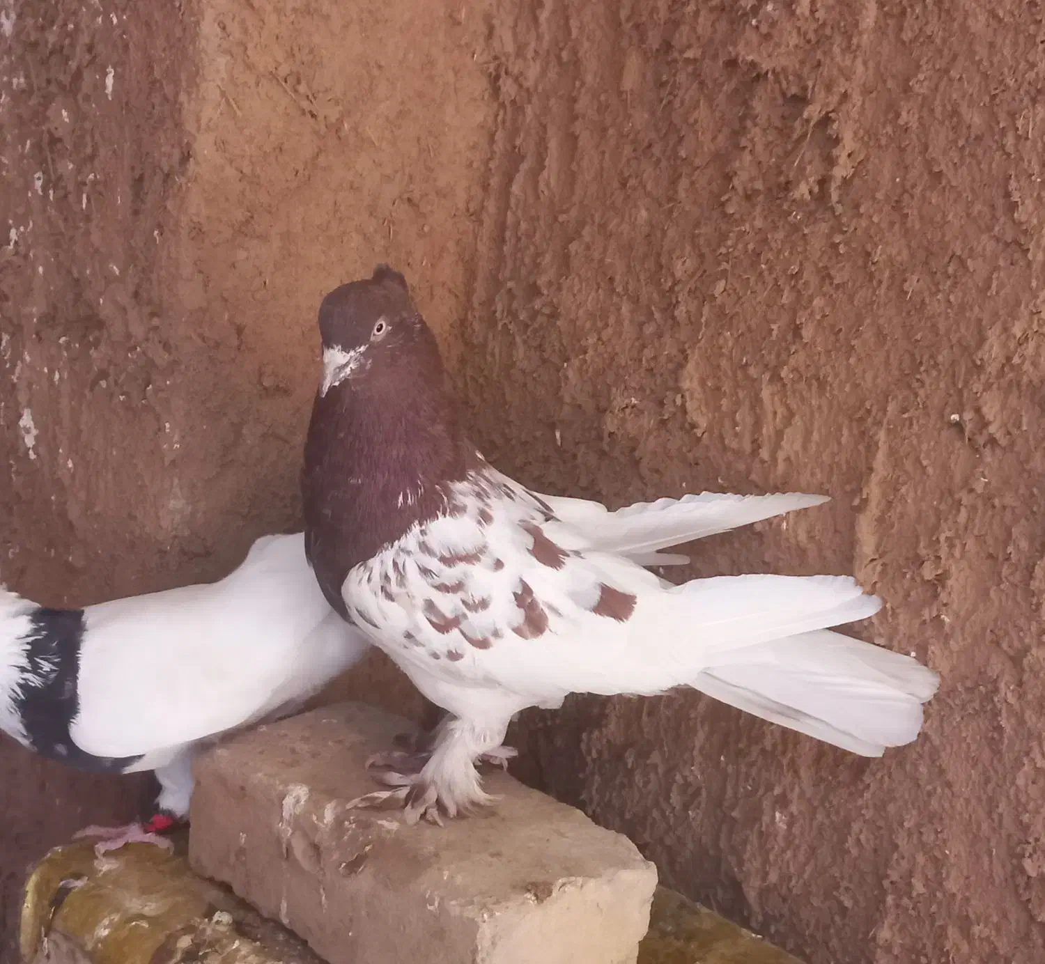 کبوتر کله ای|پرنده|شیراز, فرودگاه شهید دستغیب شیراز|دیوار