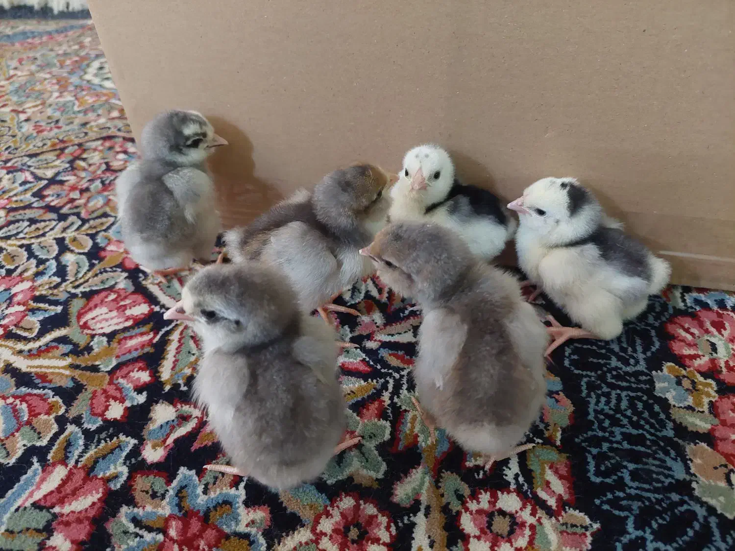 جوجه گلین|حیوانات مزرعه|یزد, |دیوار