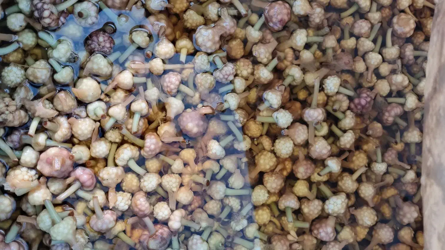 گلسیر|خوردنی و آشامیدنی|لنگرود, |دیوار