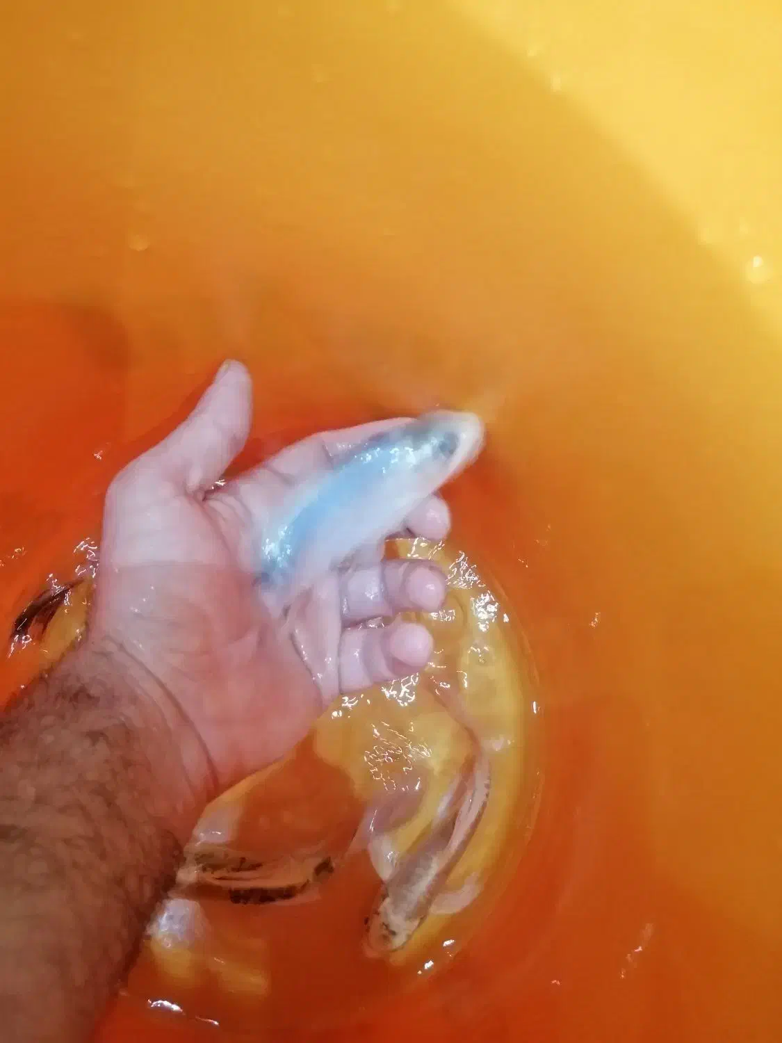 ماهی کوی باله بلند چرم|ماهی|اصفهان, فرح آباد|دیوار