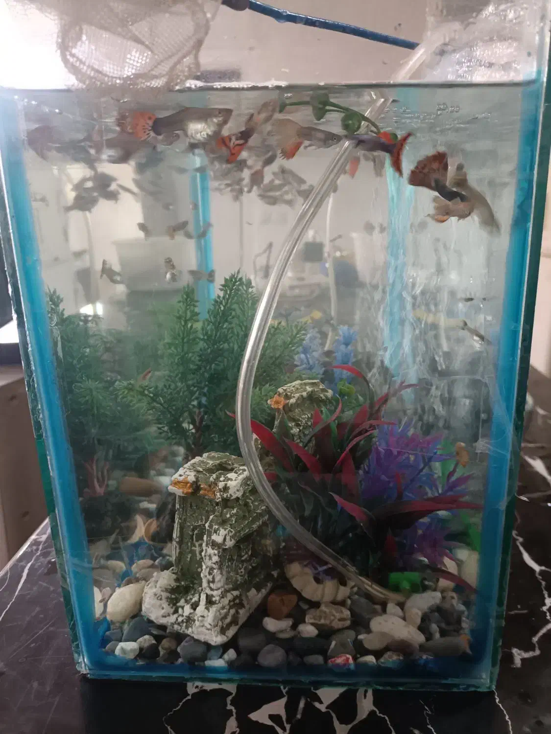 ماهی گوپی|ماهی|شیراز, کفترک|دیوار