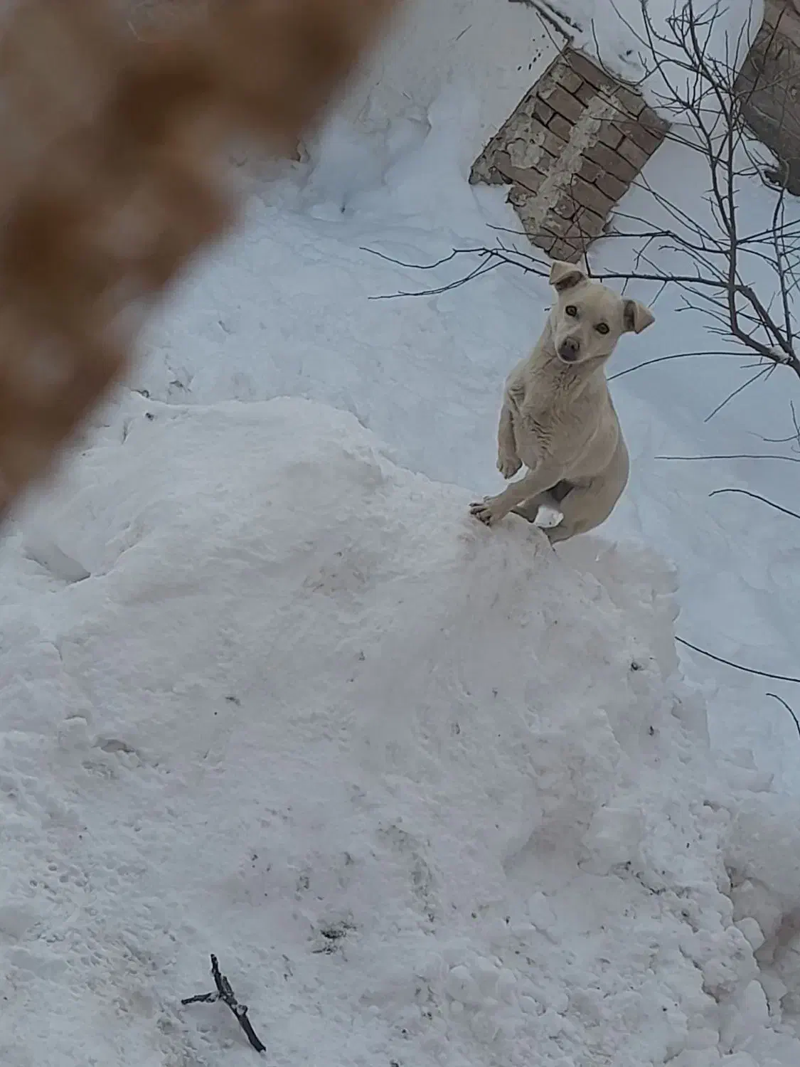 سگ پاکوتاه|سگ|قوچان, |دیوار