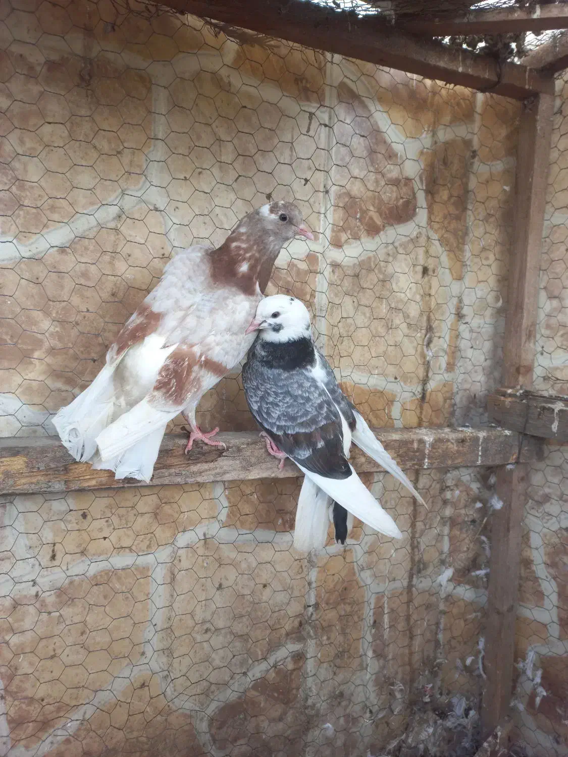 کبوتر پرشی|پرنده|بابل, |دیوار