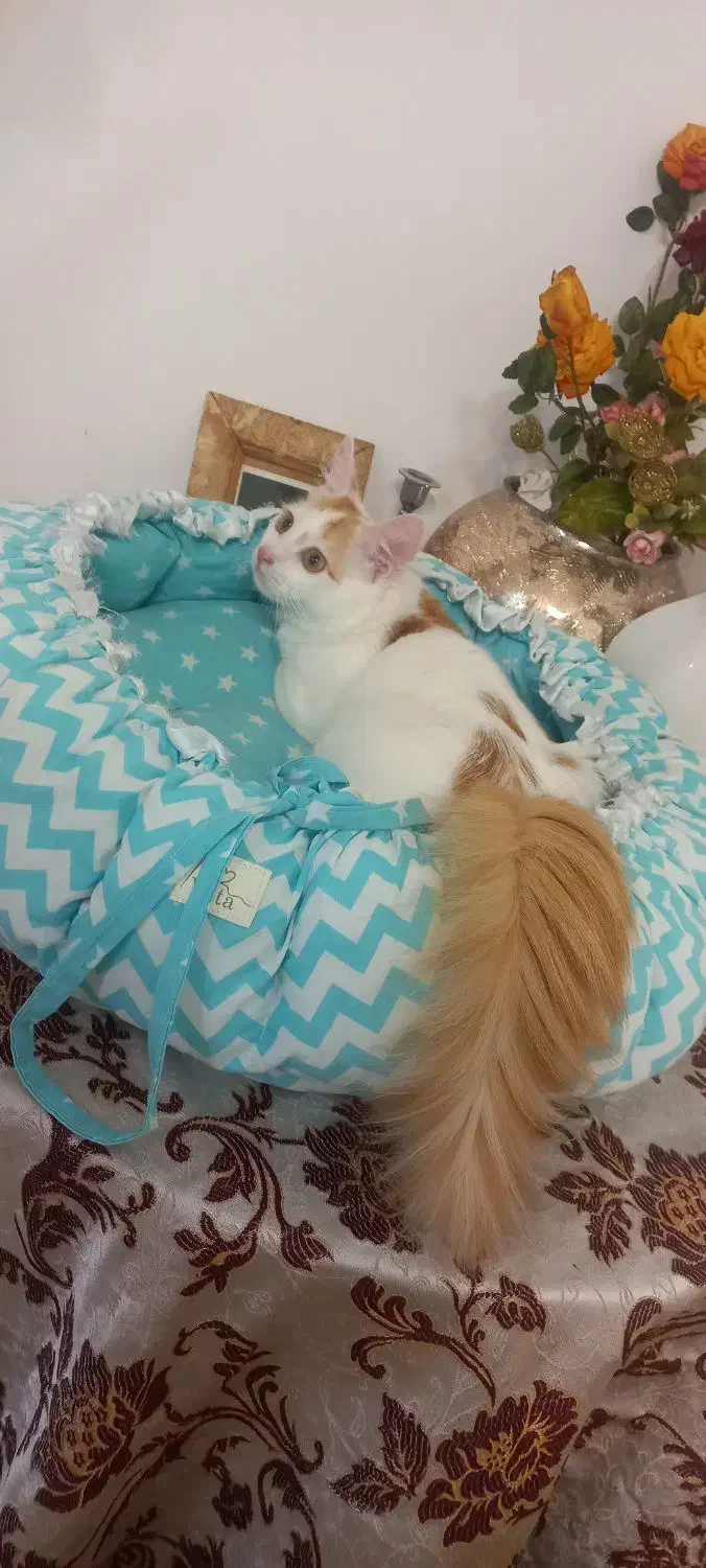 گربه|گربه|رشت, گلسار|دیوار