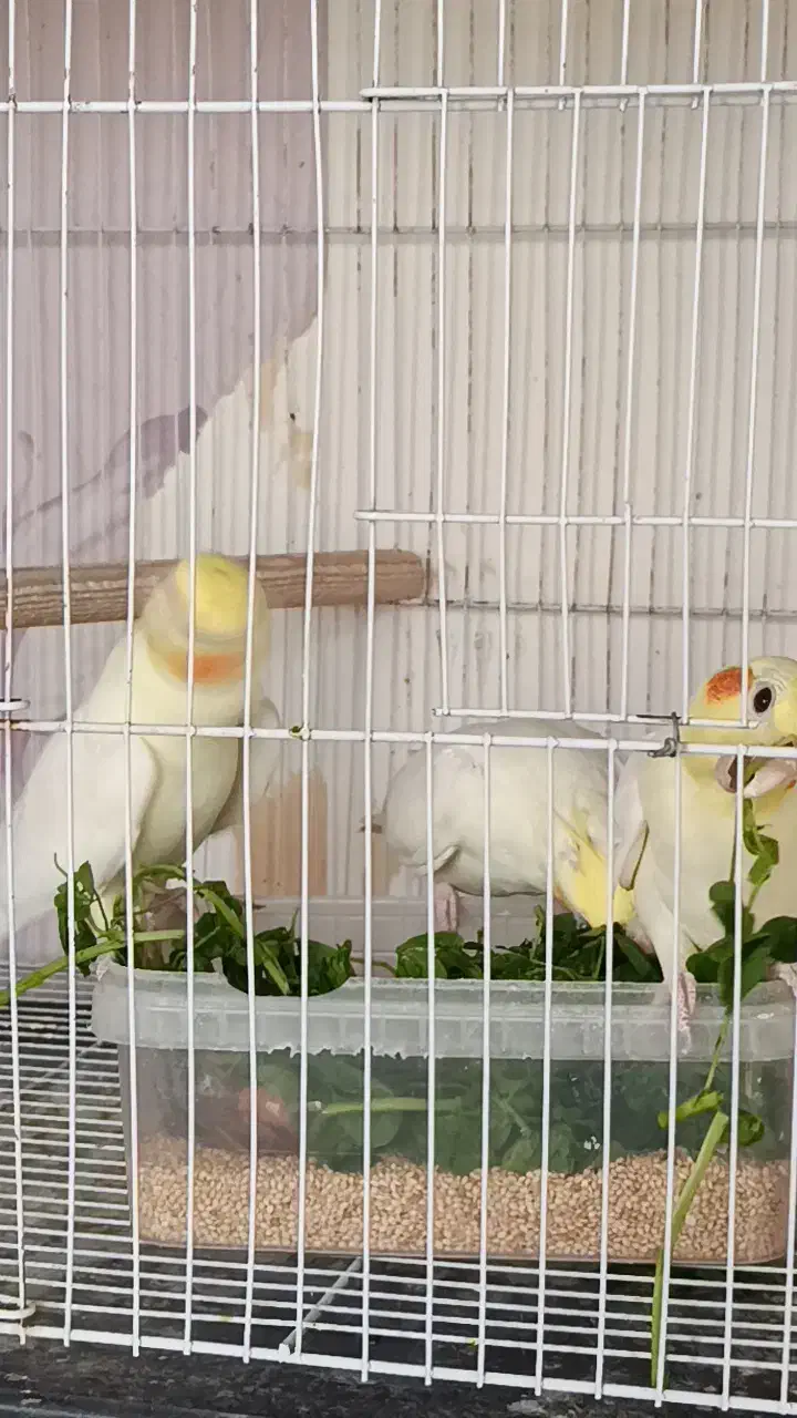 عروس هلندی و آقا ایرج|پرنده|مشهد, دوست آباد|دیوار