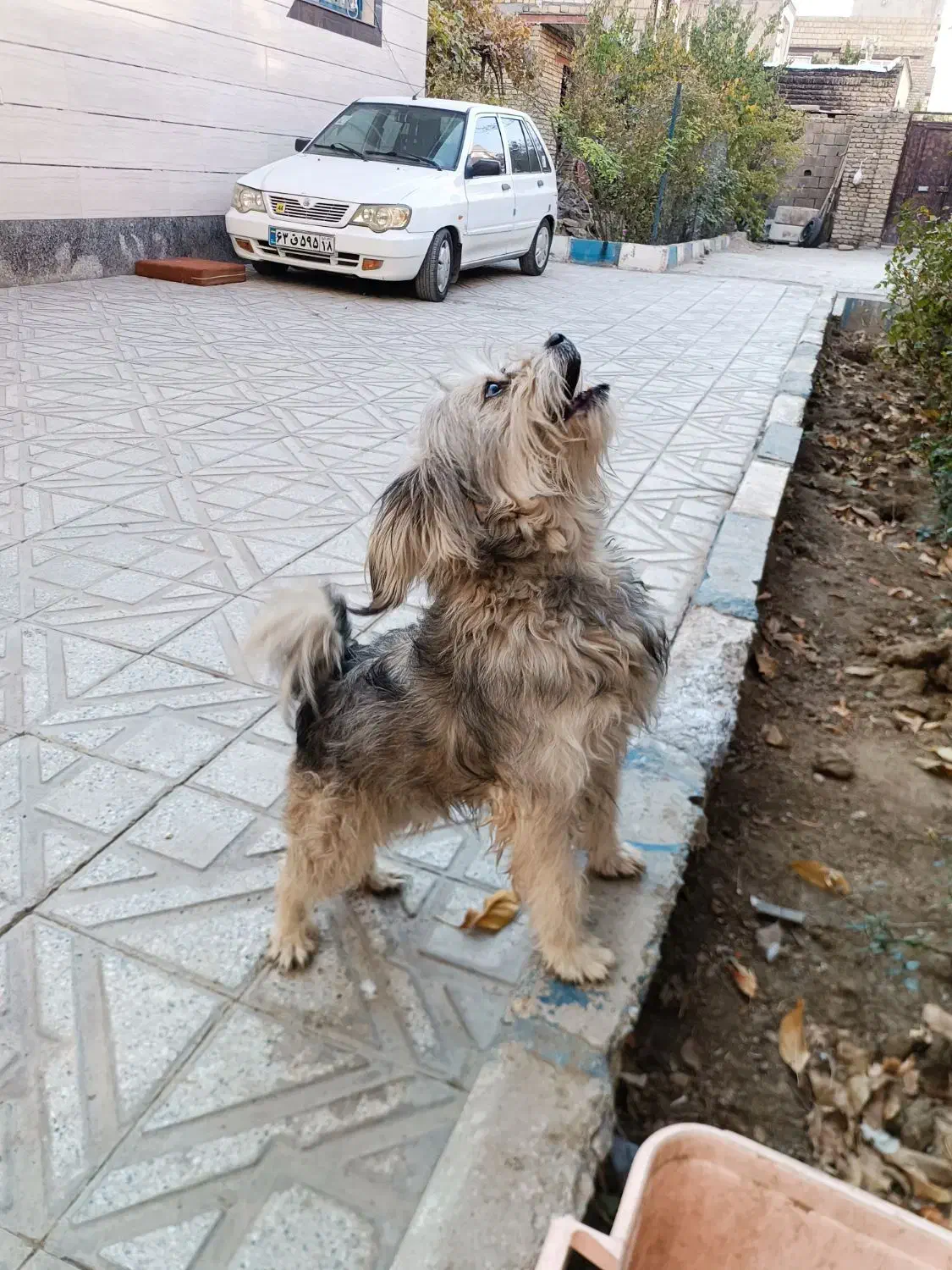 گمشده|حیوانات|لالجین, |دیوار