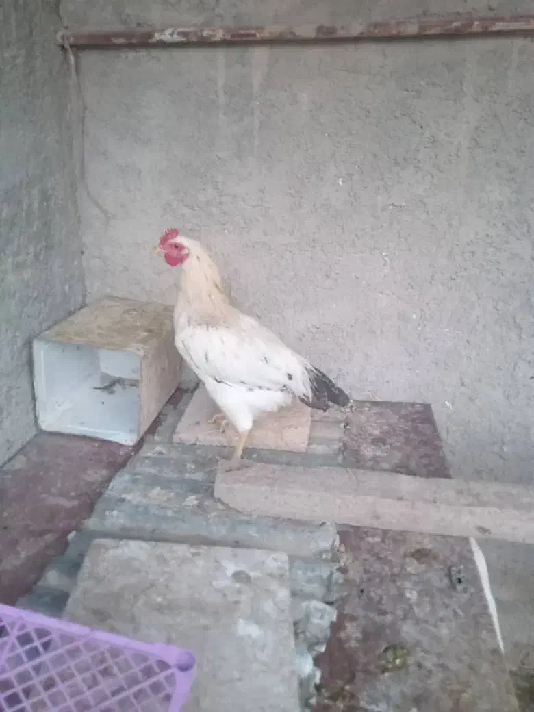 با سلام یک عددخروس محلی ۵ ماهه|حیوانات مزرعه|طسوج, |دیوار