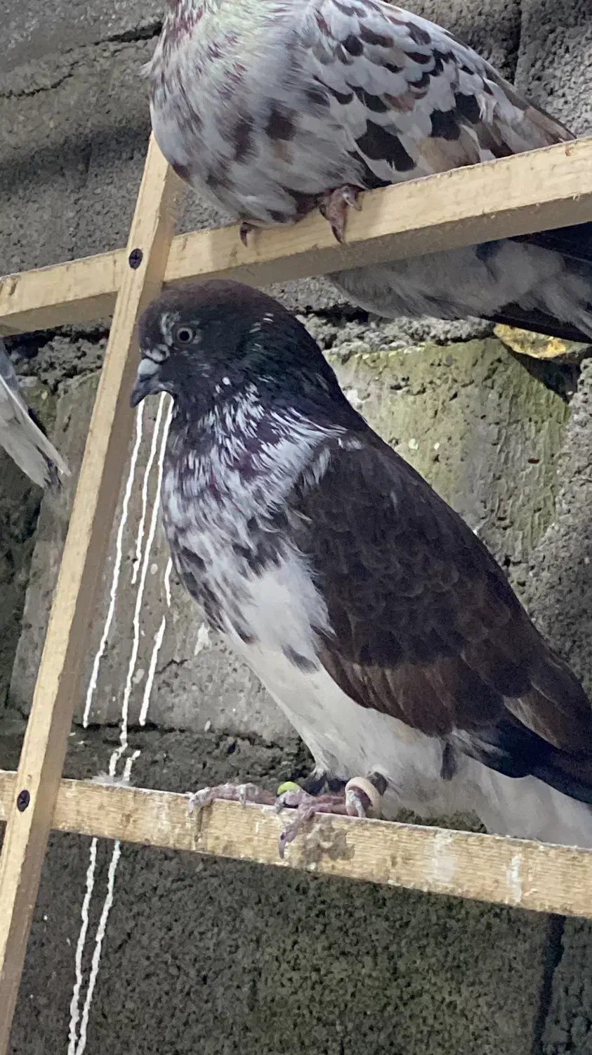 فروش فوری کبوتر کفتر زیر قیمت|پرنده|نوشهر, |دیوار