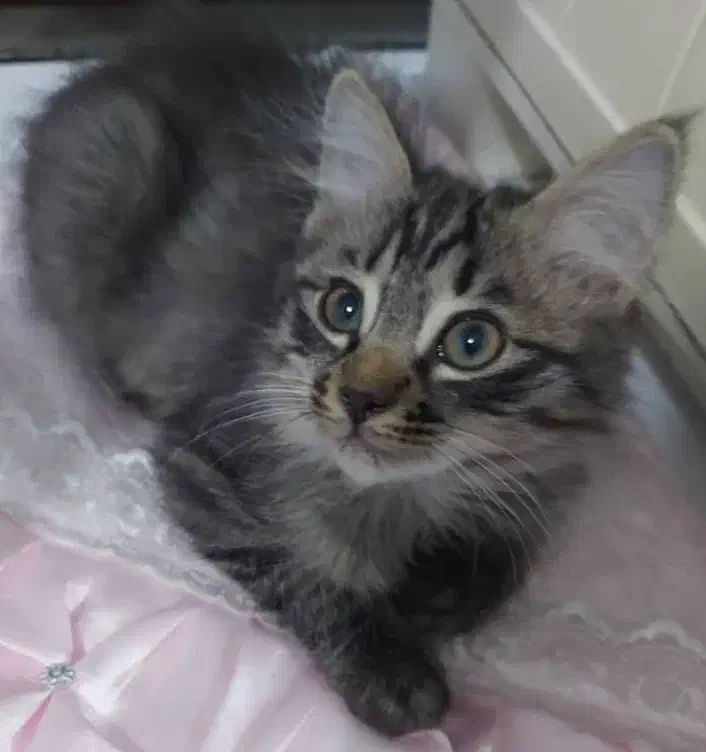 واگذاری رایگان دوبچه گربه همراه شرایط|گربه|نجف‌آباد, امیرآباد|دیوار