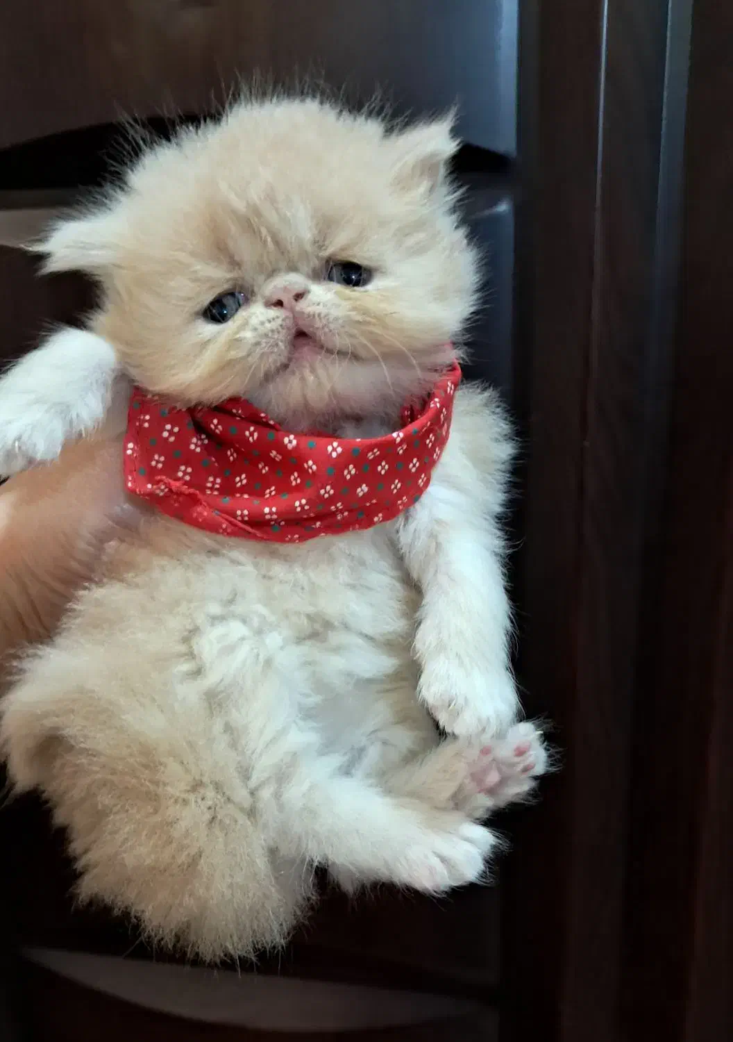 پرشین طلایی|گربه|رشت, کوی حسینی|دیوار