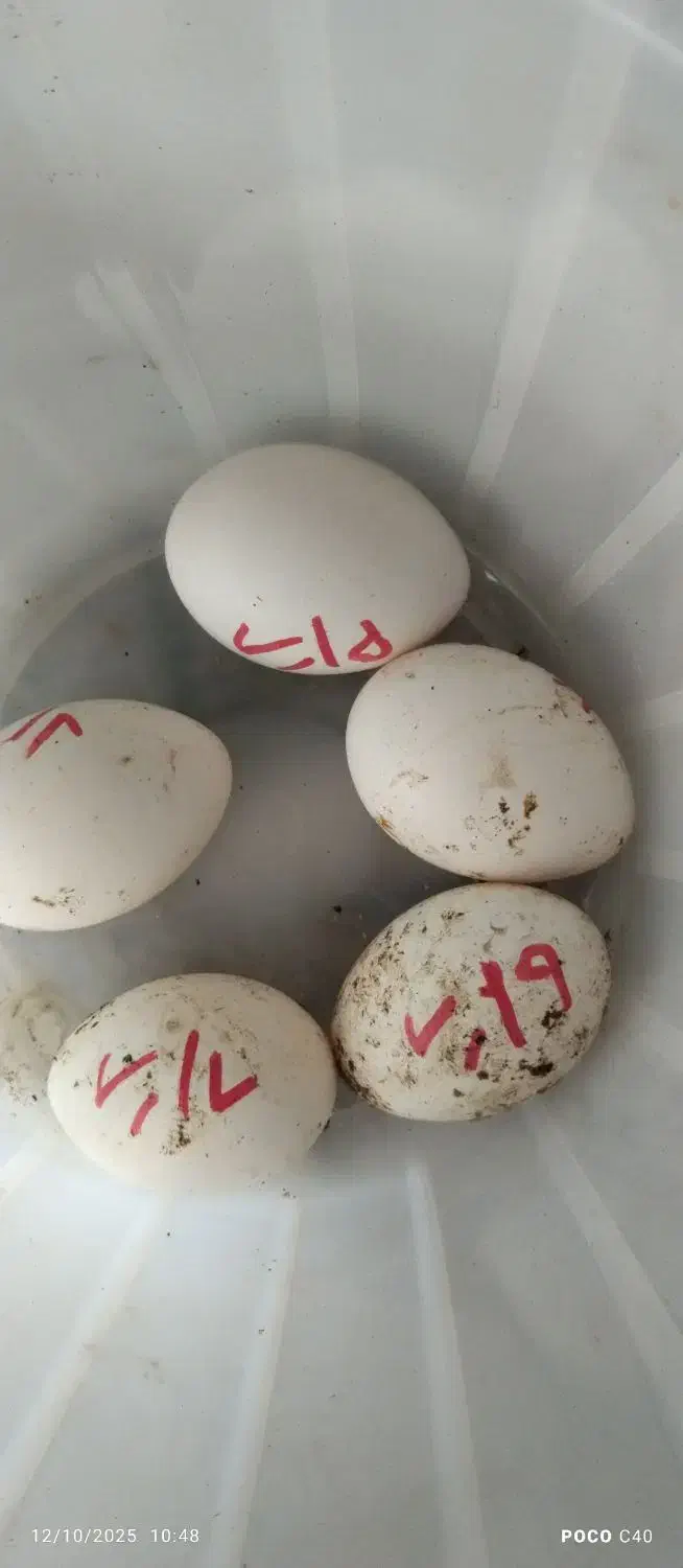 تخم مرغ تازه سیبرایت نطفه دار|حیوانات مزرعه|بندر انزلی, پیل علی باغ|دیوار