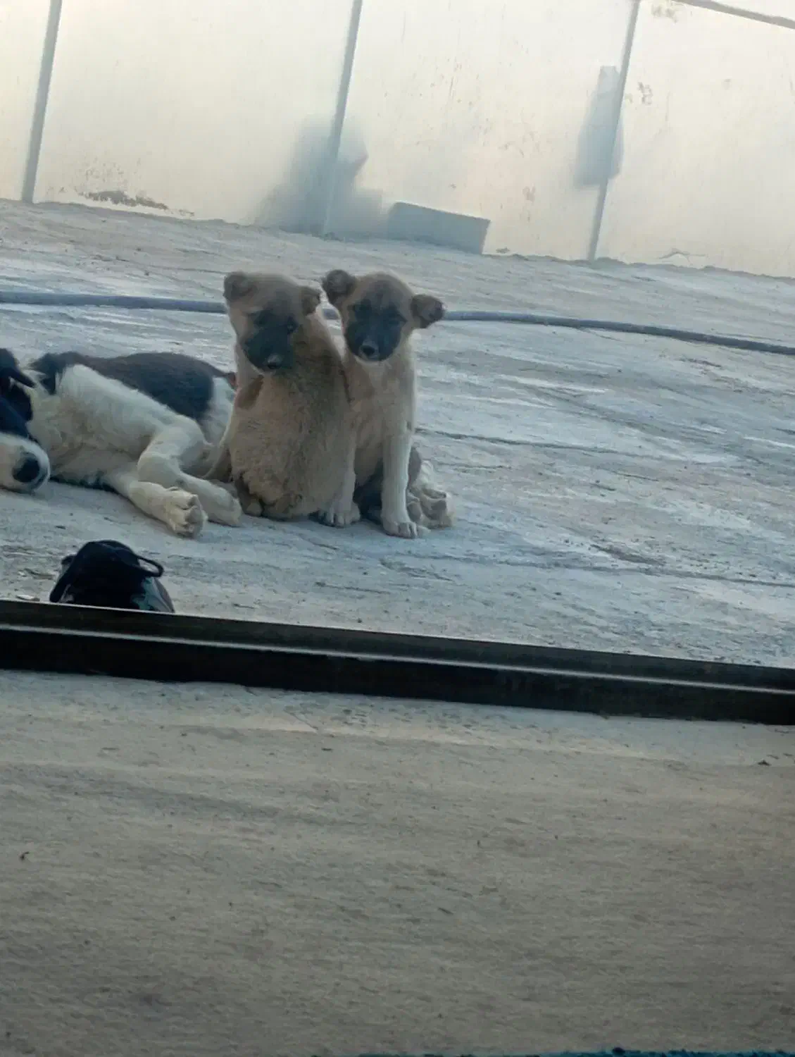 توله سگ بومی خوش رنگ|سگ|شهرضا, |دیوار