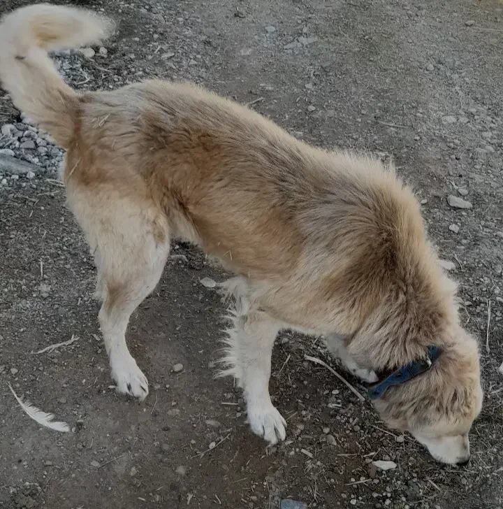 سگ گله معاوضه با سگ نگهبان|سگ|کشاورز, |دیوار