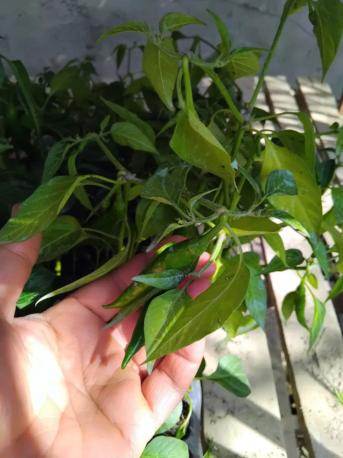 نشا جدید رسید|خدمات باغبانی و درختکاری|رامشیر, |دیوار