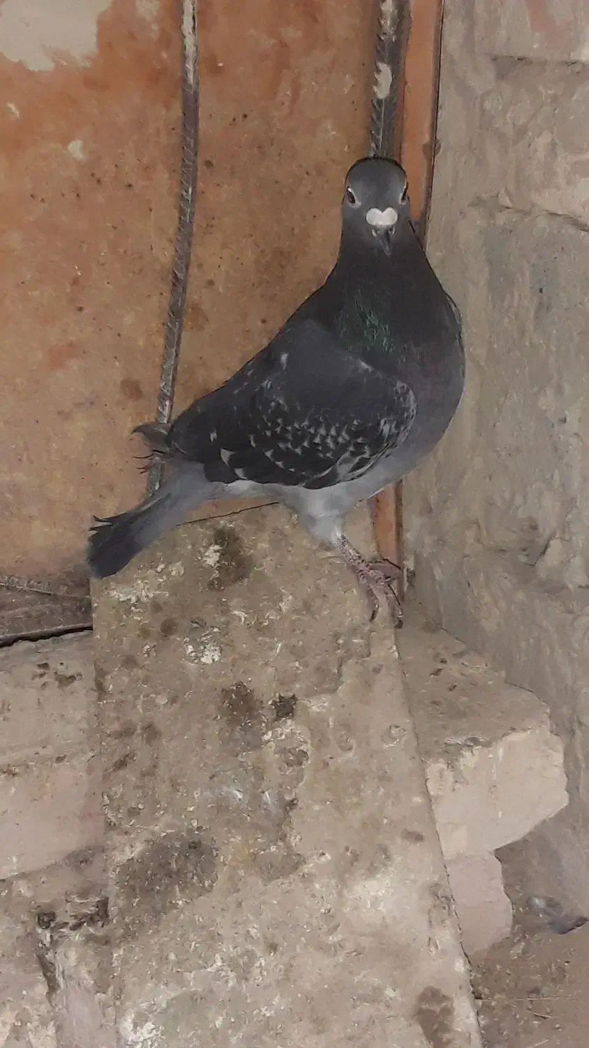 کبوتر|پرنده|هامون, |دیوار