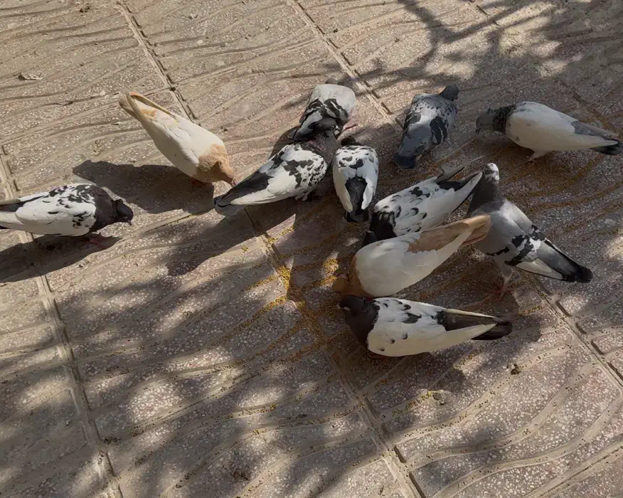 کبوتر|پرنده|قشم, |دیوار