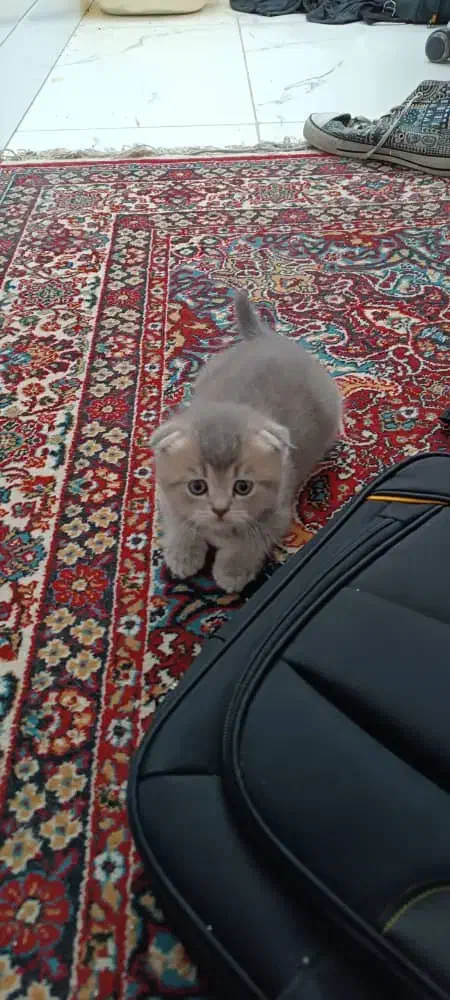 فروش گربه ی بریتیش|گربه|تبریز, |دیوار