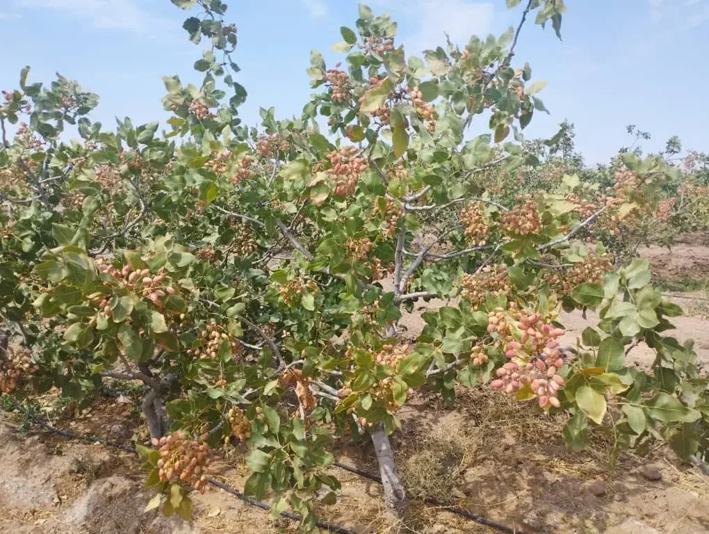 سلام ملک کشاورزی صنعتی کارگاهی قنوات|فروش دفتر صنعتی، کشاورزی، تجاری|قنوات, |دیوار