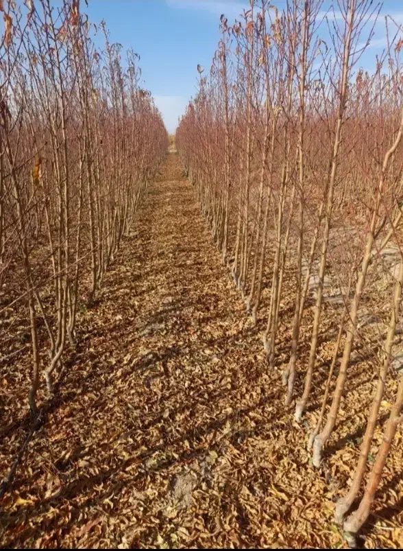 نهال ونهالستان تخصصی بزرگ حاجی گوارشکی|خدمات باغبانی و درختکاری|مشهد, توس فردوسی|دیوار