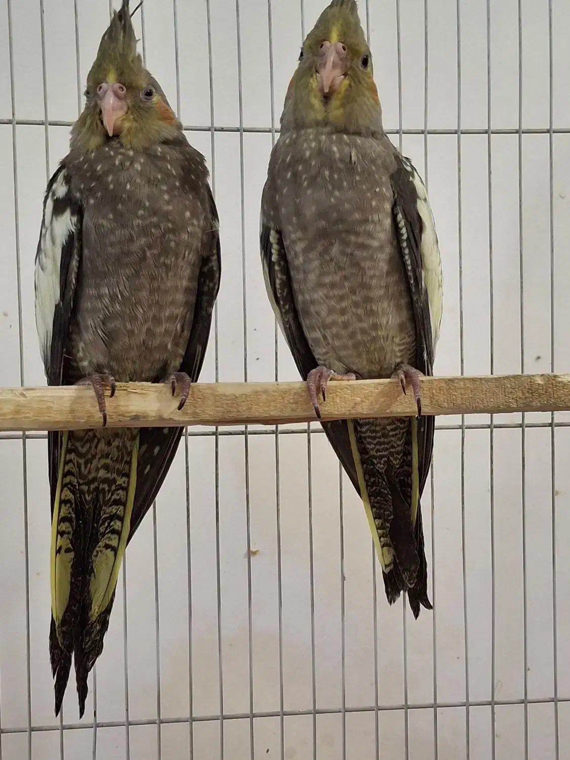 عروس هلندی دوماهه|پرنده|قدس, شهر‌قدس|دیوار