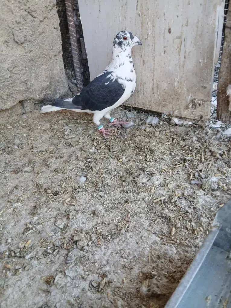 کبوتر|پرنده|برازجان, |دیوار