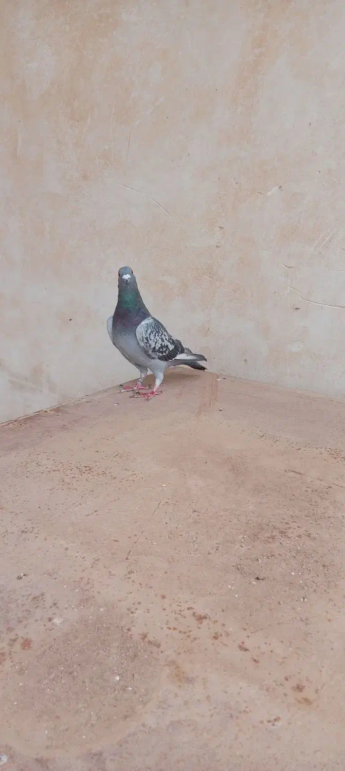 کبوتر پلاکی|پرنده|حبیب آباد, |دیوار