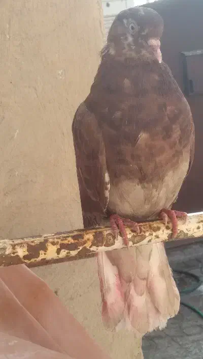 تهرانی|پرنده|دره شهر, |دیوار