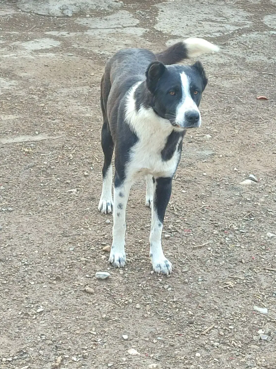 سگ گم شده|سگ|گیلان غرب, |دیوار