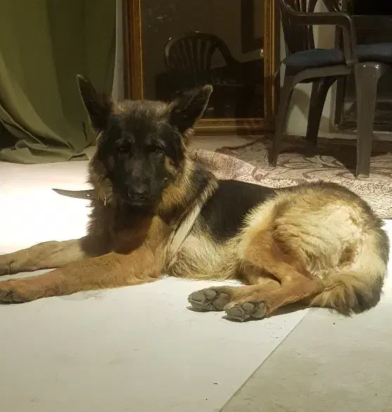 واگزاری سگ ژرمن شیپرد|سگ|فشم, |دیوار