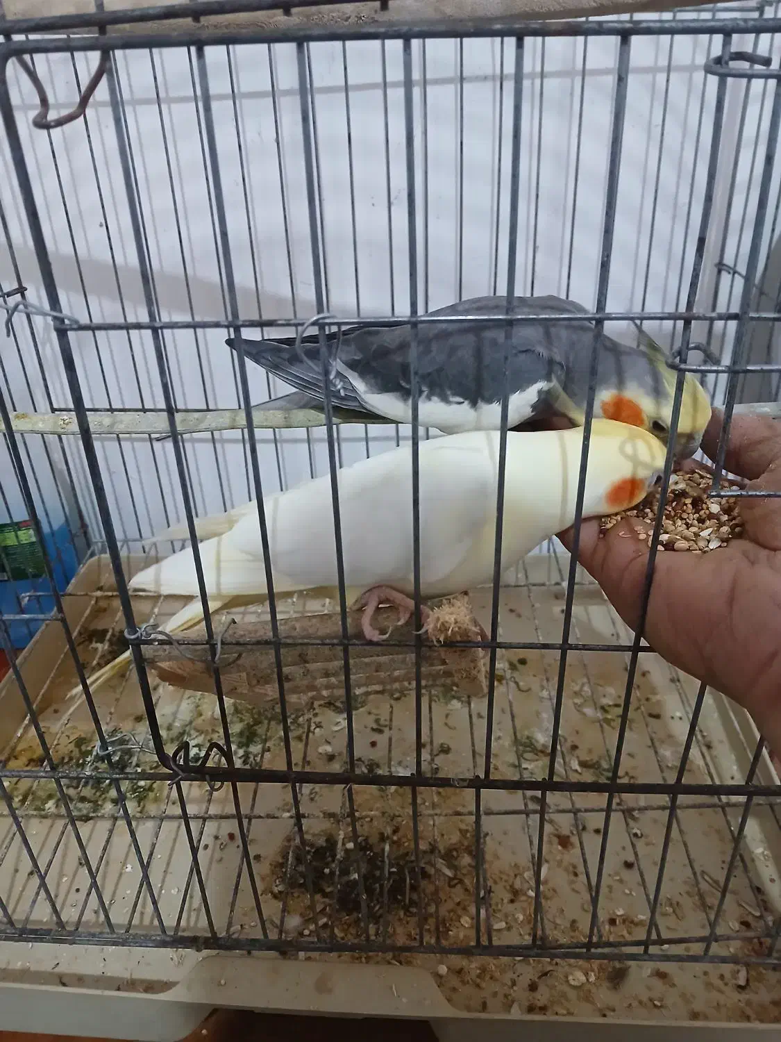 مرغ عشق و عروس هلندی بفروش میرسد|پرنده|املش, |دیوار