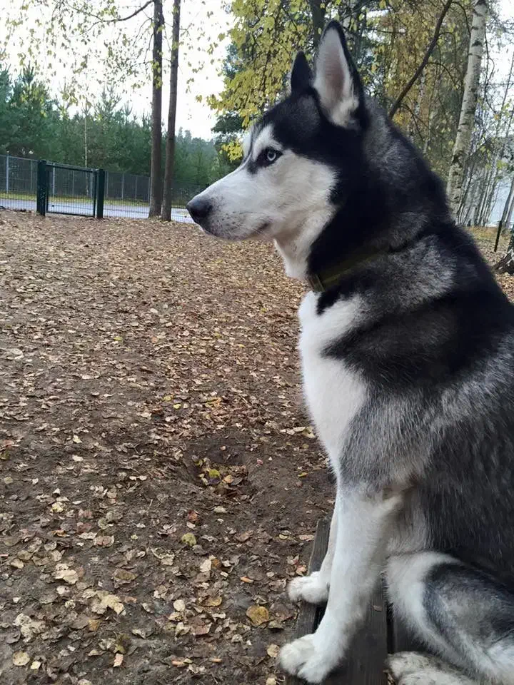 هاسکی نر یکساله|سگ|بناب, |دیوار